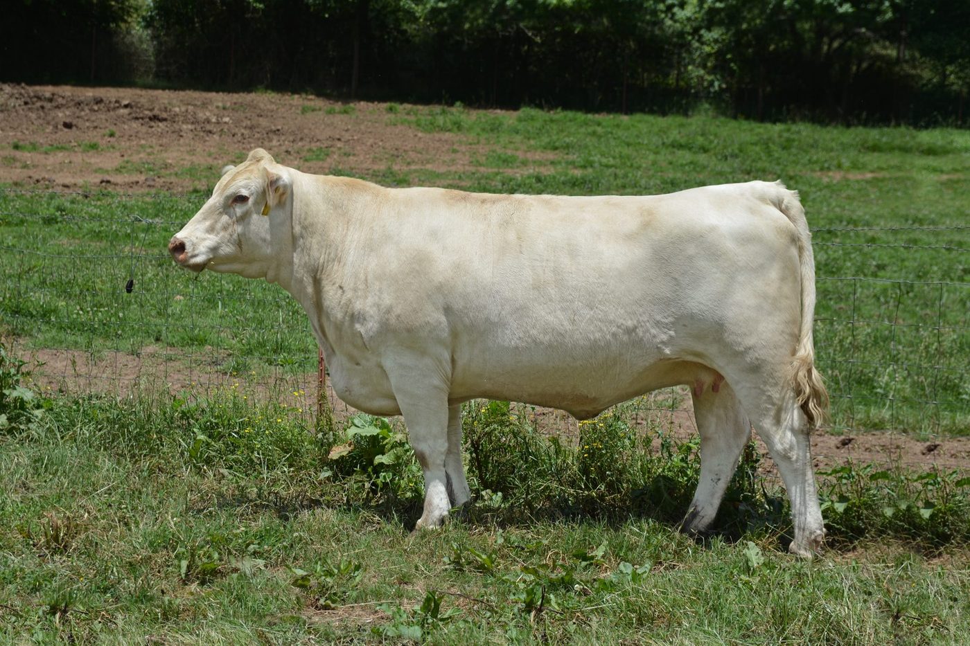 OHF White Oak Lady A016 — Charolais at Hudspeth Farms