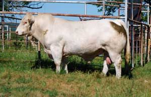 Cooley Royce 1107T39 — Charolais at Hudspeth Farms