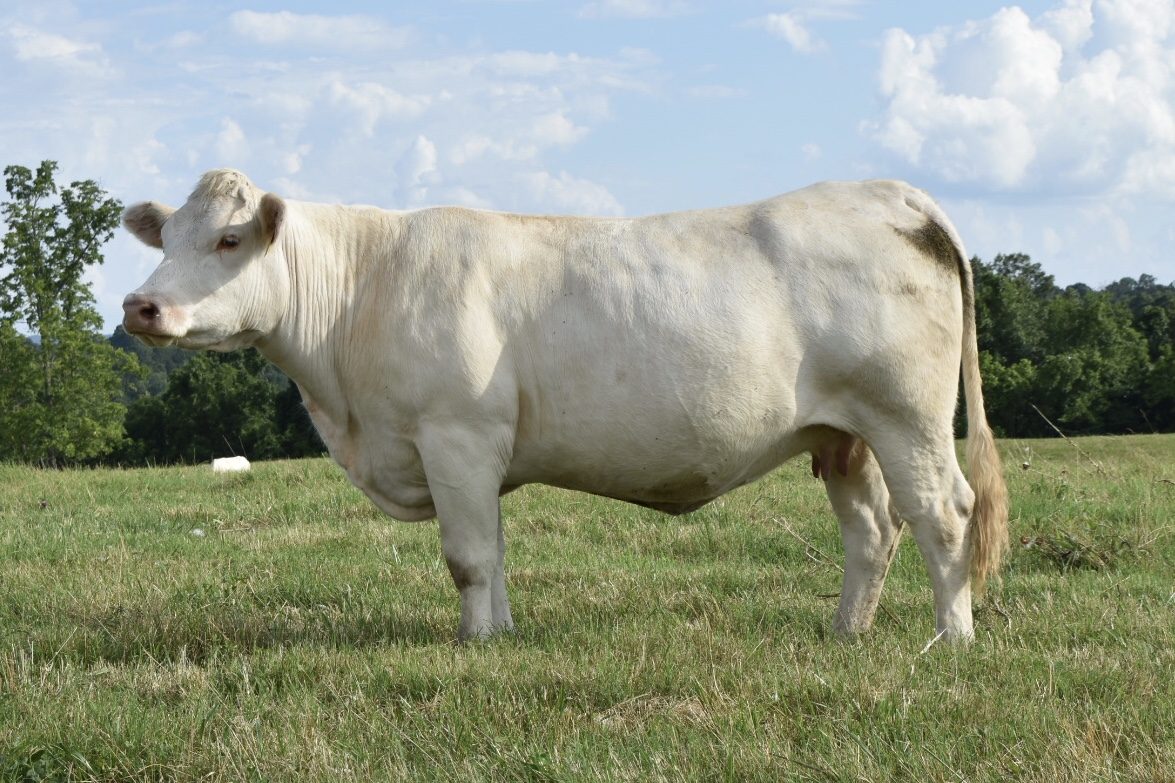 HF Hi Def B371 — Charolais at Hudspeth Farms