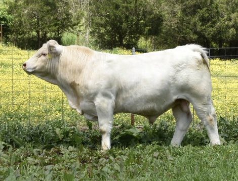 HF Ricochet G13C — Charolais at Hudspeth Farms