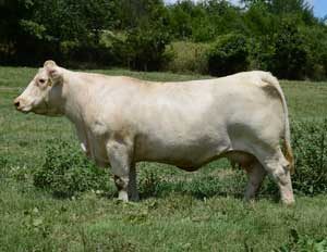 HF Sprinkle U02E — Charolais at Hudspeth Farms