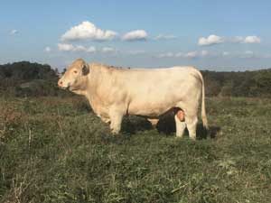 HF Fandango B34 ET — Charolais at Hudspeth Farms