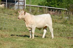 HF Remedy EX433 — Charolais at Hudspeth Farms