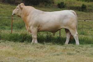 Hi Def — Charolais at Hudspeth Farms