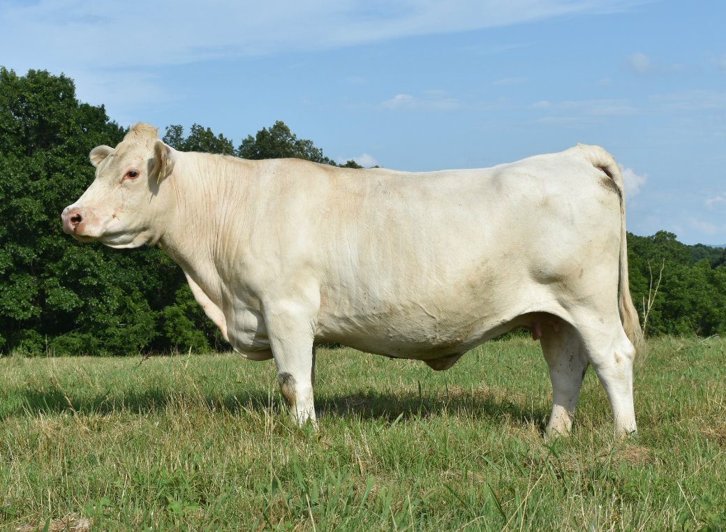 BARA Ms Illusion 52T — Charolais at Hudspeth Farms