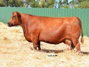 Ms. Hammel Romeo S72 — Red Angus at Hudspeth Farms