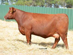 93CH Chain 1231 — Charolais at Hudspeth Farms