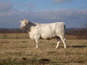 SRC Ms Legend T12 — Charolais at Hudspeth Farms