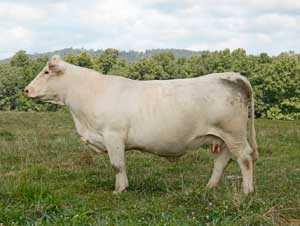 KTR Ms Galli Lorine ET — Charolais at Hudspeth Farms