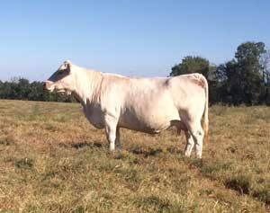 BARA Ms Cigar 13P — Charolais at Hudspeth Farms