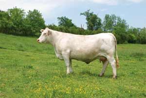 RE Ms Cigar 152 Pld — Charolais at Hudspeth Farms