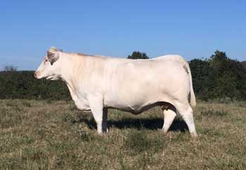 RLL Foundation Lil Sis F245 ET — Charolais at Hudspeth Farms