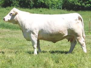 RGMS Elegant Nancy 616P — Charolais at Hudspeth Farms