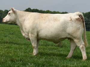 JDJ MS Safelite S468 — Charolais at Hudspeth Farms