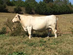 Hayden U200 — Charolais at Hudspeth Farms