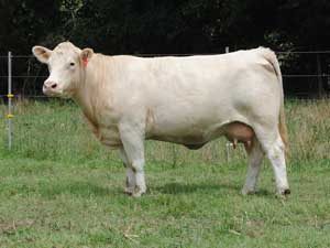 HF Ms Illusion WL739 — Charolais at Hudspeth Farms