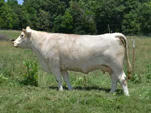 BGC Ms Cigar N01 — Charolais at Hudspeth Farms
