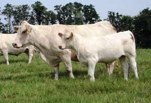 JB 433 — Charolais at Hudspeth Farms