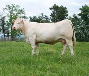 BC 241 of 316 WW ET — Charolais at Hudspeth Farms