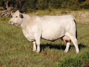 RHC Ms Haversham 204 — Charolais at Hudspeth Farms