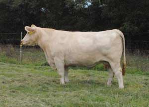PR Dukes Trademark 306P — Charolais at Hudspeth Farms