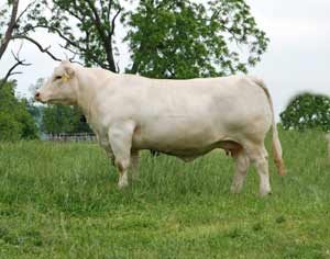 EB Ms Tradition 370 P — Charolais at Hudspeth Farms