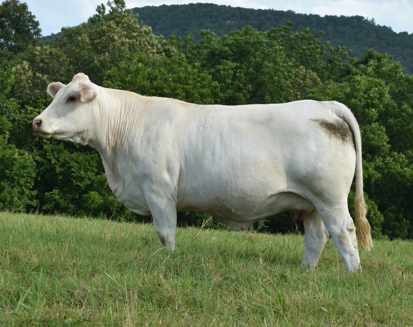 HEH Lady President H12 — Charolais at Hudspeth Farms