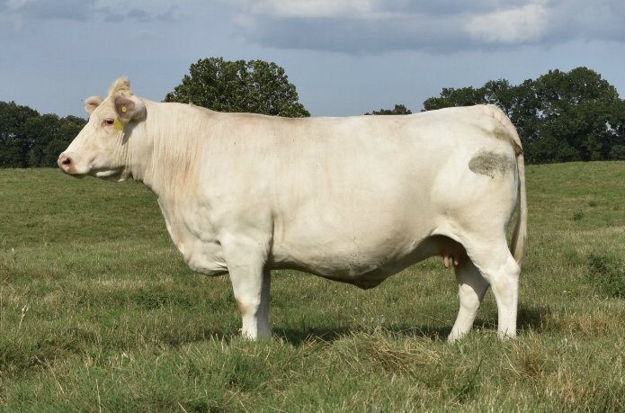 HF Ms Duke XJ433 — Charolais at Hudspeth Farms