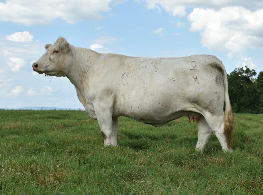JDJ Ms Reality X3300 — Charolais at Hudspeth Farms
