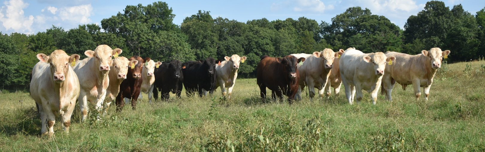The Hudspeth herd in the pasture — Charolais, Red Angus and Simmental, St. Joe, Arkansas