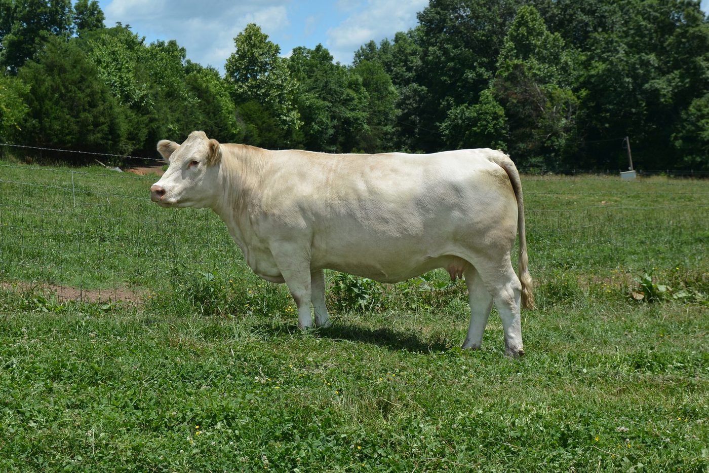OHF Ali Lady K926 — Charolais at Hudspeth Farms