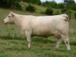 D&D Ms Kayleigh 1113 Pld — Charolais at Hudspeth Farms