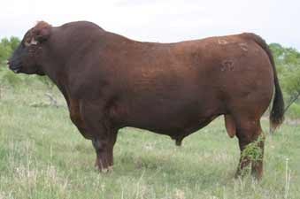 LJC Javelin MO8 — Red Angus at Hudspeth Farms