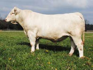 M6 Full Speed 109 P — Charolais at Hudspeth Farms