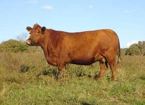 M7806 — Red Angus at Hudspeth Farms