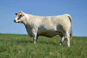 MV 2070 Duke-Cigar 331 — Charolais at Hudspeth Farms