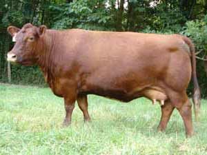 Maid Marian 213H — Red Angus at Hudspeth Farms