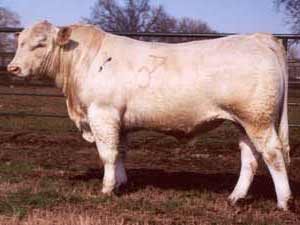 ABC Leader L165 — Charolais at Hudspeth Farms