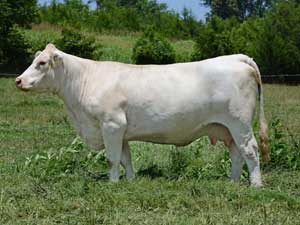 Ms E46 Quality 4241 — Charolais at Hudspeth Farms
