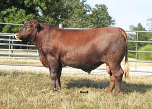 Red Zone — Red Angus at Hudspeth Farms