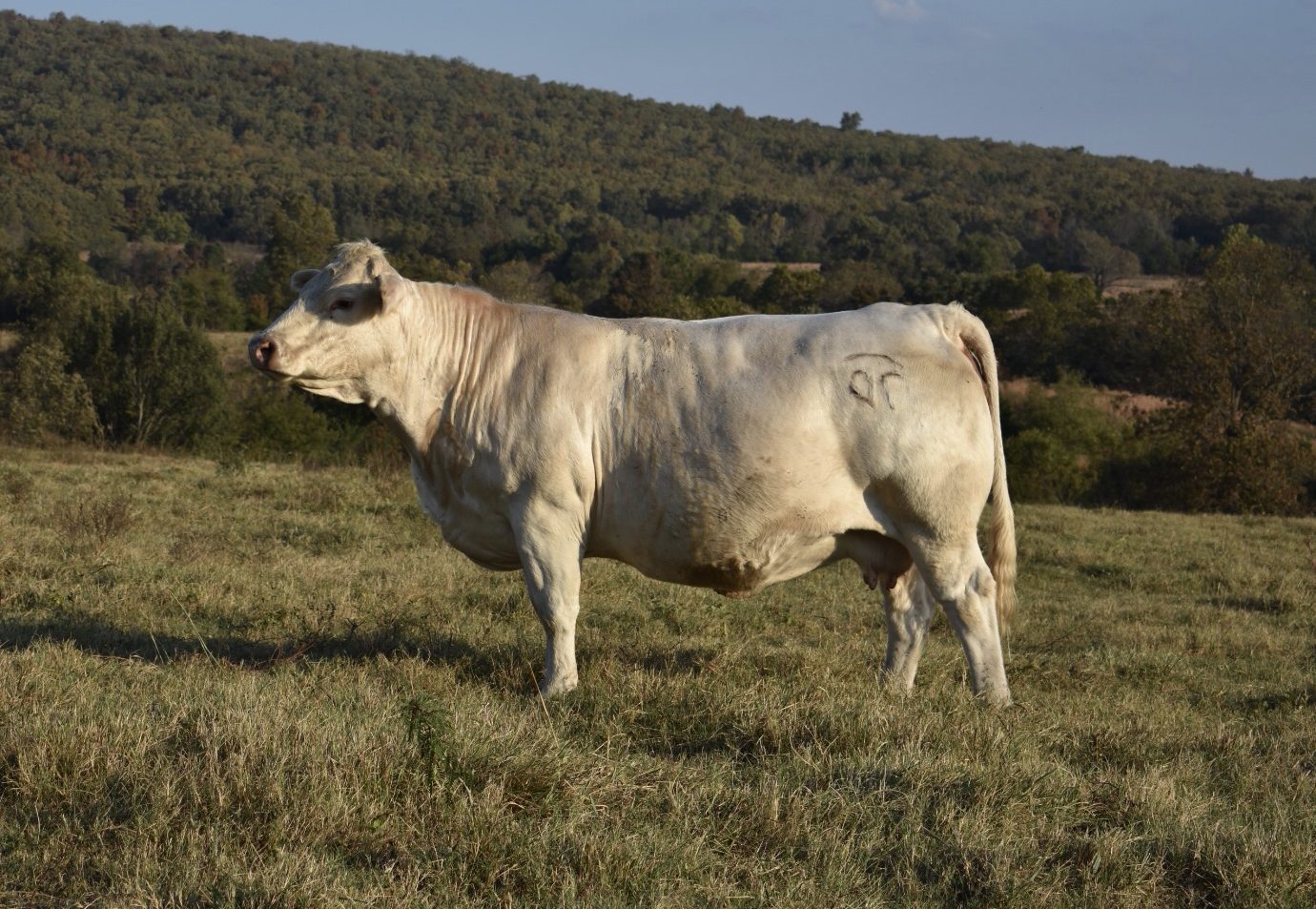 BHD Ms Illusion S1760 — Charolais at Hudspeth Farms
