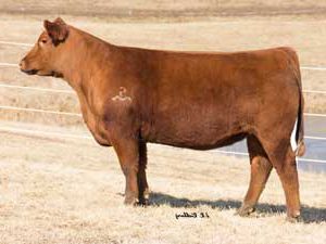 SCLC Annie 2013 — Red Angus at Hudspeth Farms