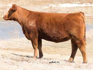 SCLC Karen 2011 — Red Angus at Hudspeth Farms