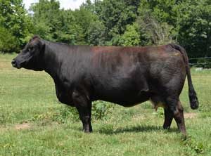 VSF Miss 945W — Simmental at Hudspeth Farms