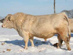 WhiteCap Laredo 232T — Charolais at Hudspeth Farms